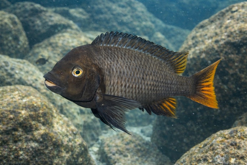 Petrochromis sp. 'red mpimbwe' Kantalamba (Flametail)